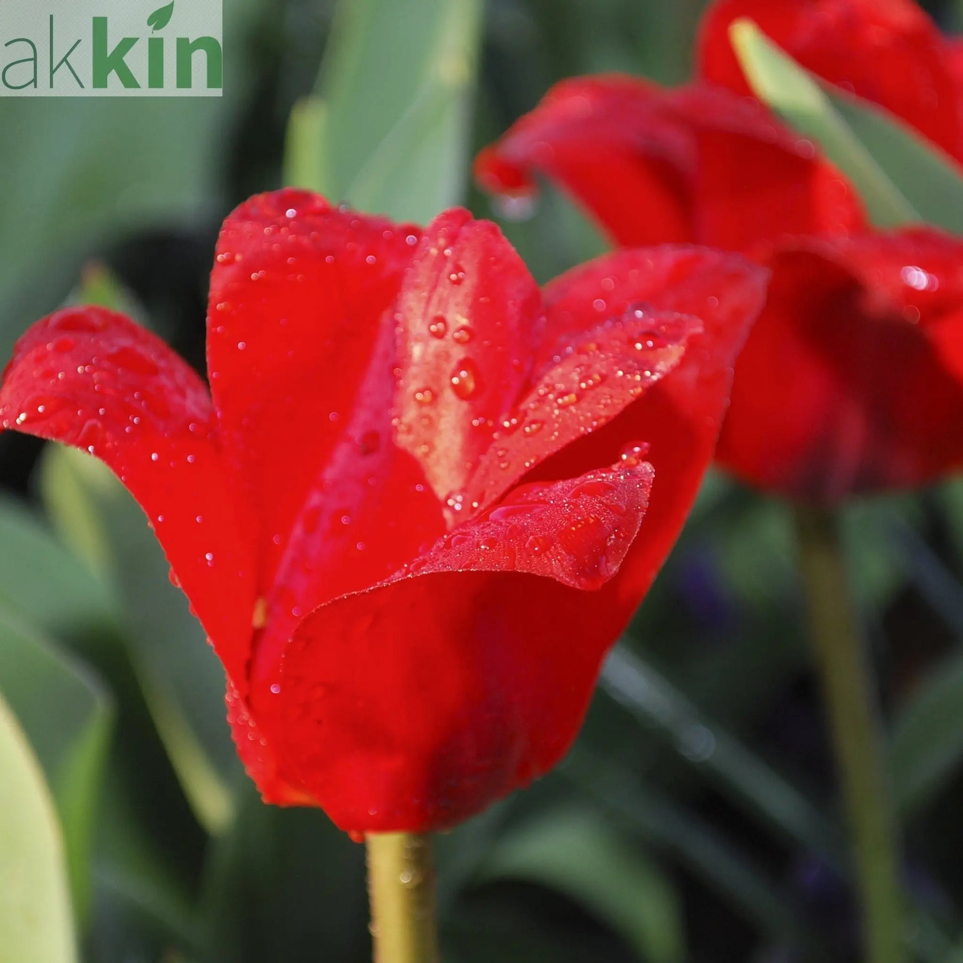 Tulip 'Showwinner' (5 Bulbs) One Click Plants