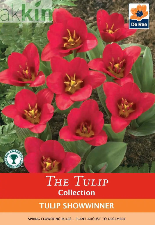 Tulip 'Showwinner' (5 Bulbs) One Click Plants