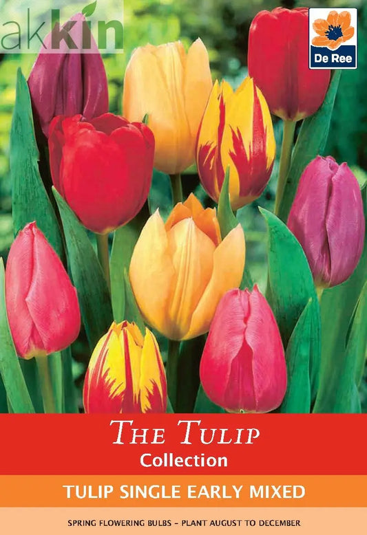 Tulip Single Early Mixed (5 Bulbs) One Click Plants