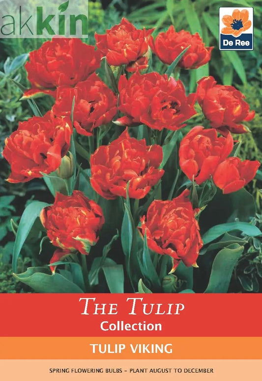 Tulip Double Early 'Viking' (5 Bulbs) One Click Plants