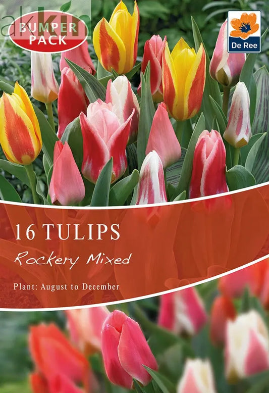 Tulip Dwarf Rockery Mixed Bulbs 12 Bulbs One Click Plants