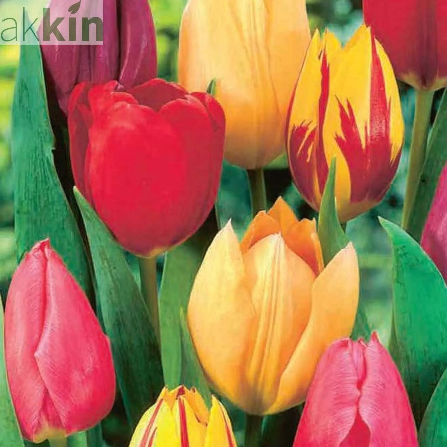Tulip Single Early Mixed (5 Bulbs) One Click Plants