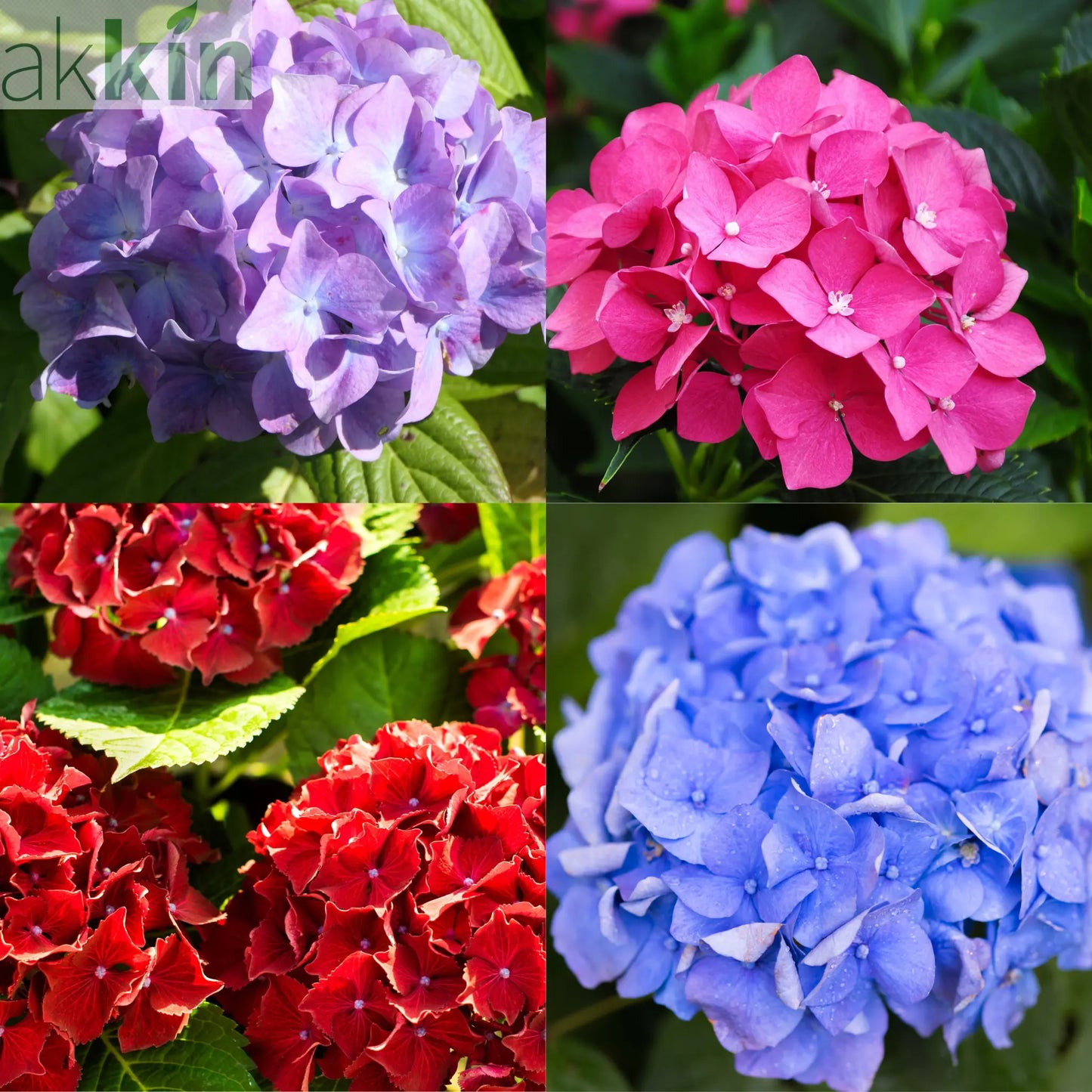 Mix of 4 Dwarf Hydrangea | Hydrangea macrophylla 'Little Mix' 2L One Click Plants