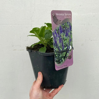 Veronica 'Anniversary Blue’ 9cm/2L One Click Plants