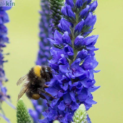 Veronica 'Anniversary Blue’ 9cm/2L One Click Plants