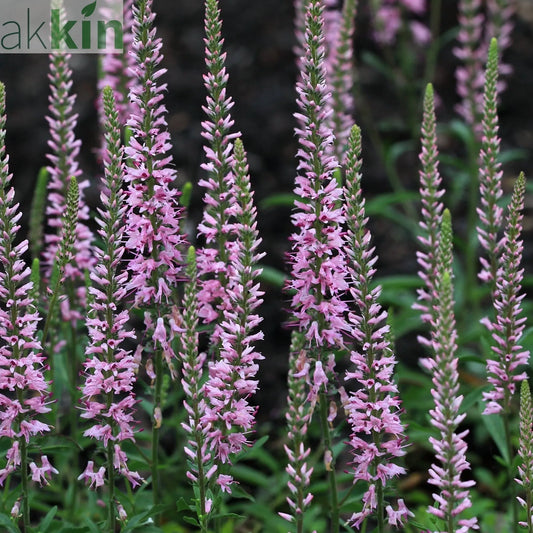 Veronica - Pink Glow 9cm One Click Plants