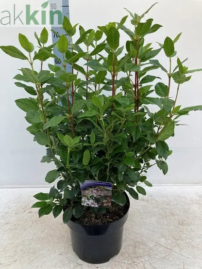 Viburnum tinus 2L / 5L One Click Plants