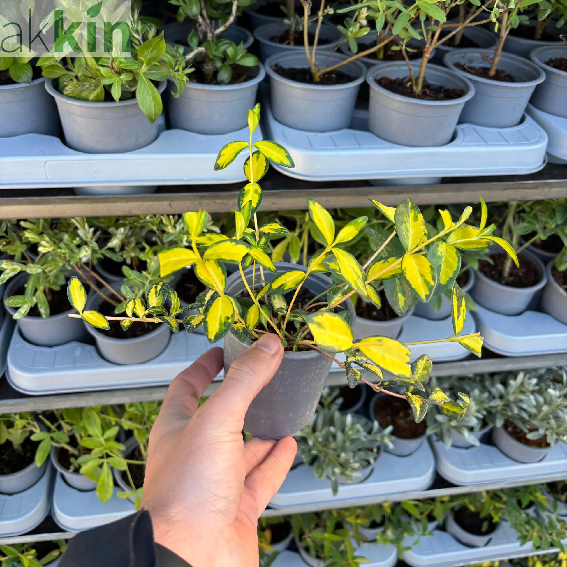 Vinca minor 'illumination' (periwinkle) 9cm One Click Plants