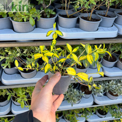 Vinca minor 'illumination' (periwinkle) 9cm One Click Plants