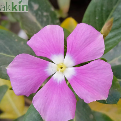 Vinca minor atropurpureum Purple (Periwinkle) 9cm / 2L One Click Plants