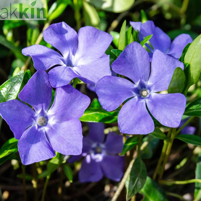 Vinca minor (periwinkle) 6 x 9cm pots One Click Plants
