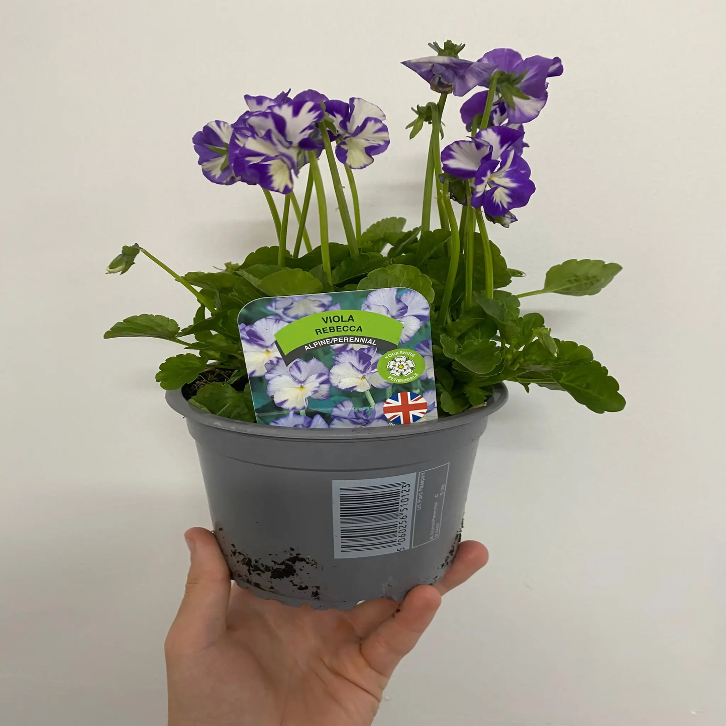Viola - Rebecca 1.5L One Click Plants