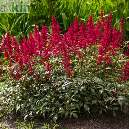 Astilbe arendsii Rose 9cm / 2L One Click Plants