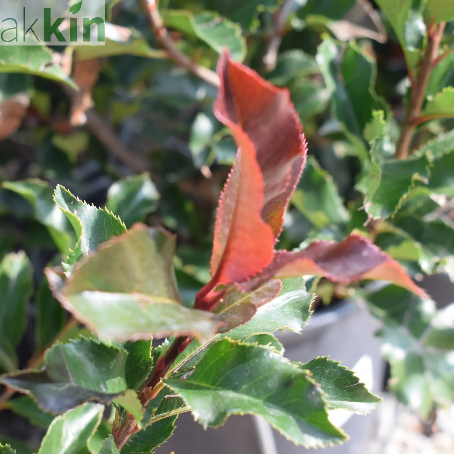 Photinia 'Magical Volcano' 5L (Multibuy Offers Available) One Click Plants