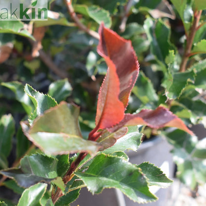 Photinia 'Magical Volcano' 5L (Multibuy Offers Available) One Click Plants