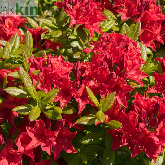 Azalea japonica 'Vuyk's Scarlet' 2L One Click Plants