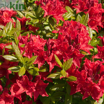 Azalea japonica 'Vuyk's Scarlet' 2L One Click Plants