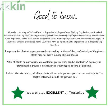 Chilli Cayenne Seeds One Click Plants