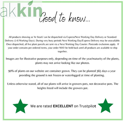 Buddleja davidii 'Empire Blue' 1L One Click Plants