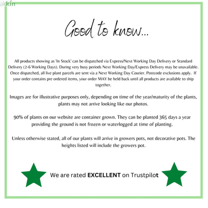 Passionflower Climber | Constance Elliot | 60cm One Click Plants