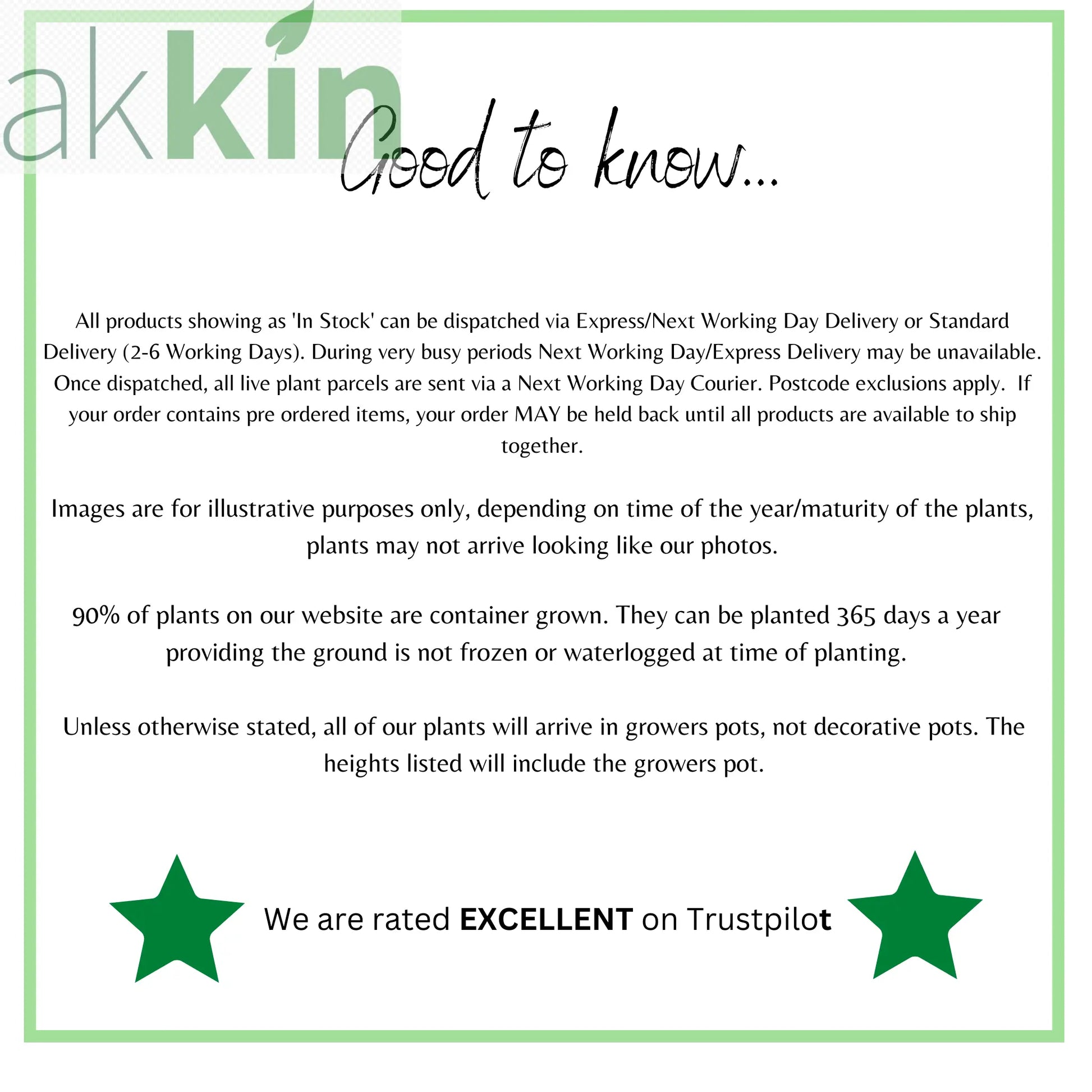 Clematis 'Polish Spirit' 60cm One Click Plants