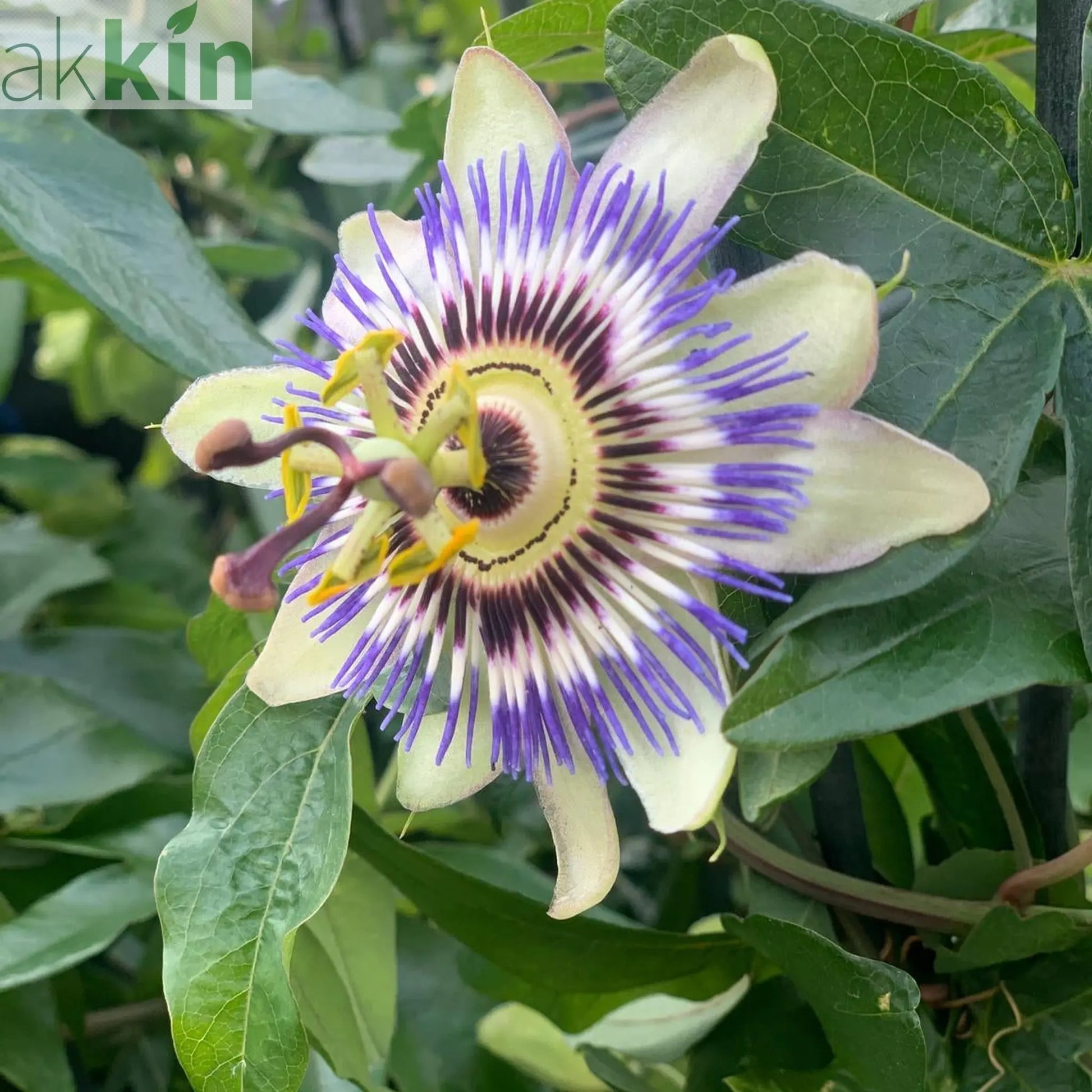 Passion flower Climber | Passiflora caerulear | 60-70cm One Click Plants