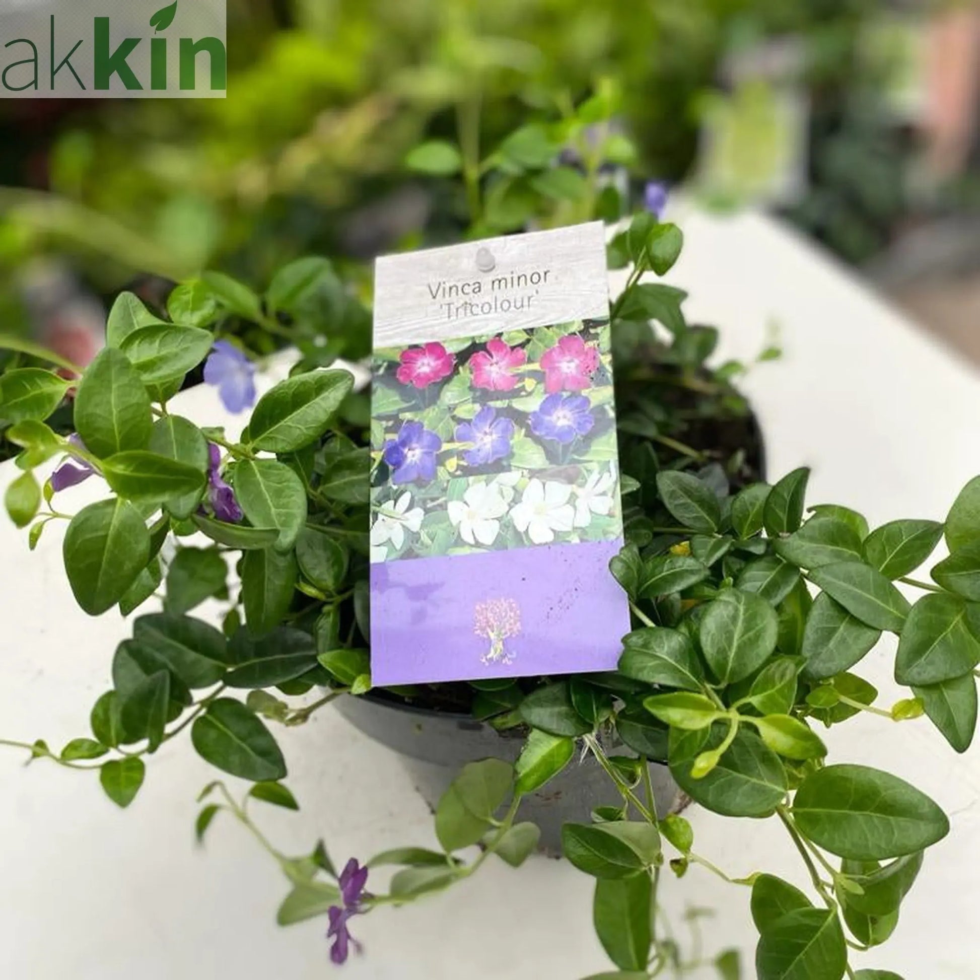 Vinca minor Tricolour | Periwinkle | 2L One Click Plants