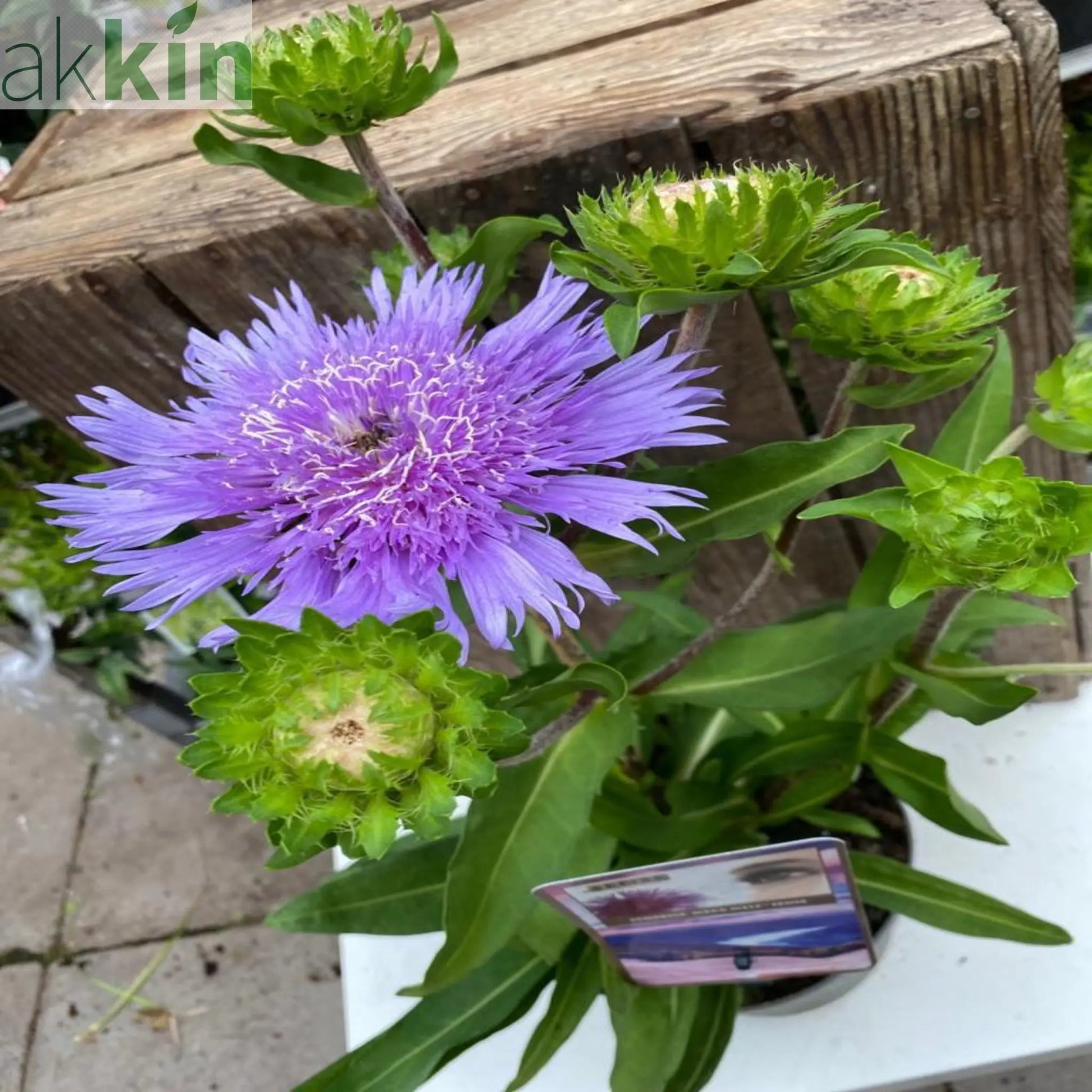 Stokesia laevis 'Mel's Blue' 9cm/2L One Click Plants