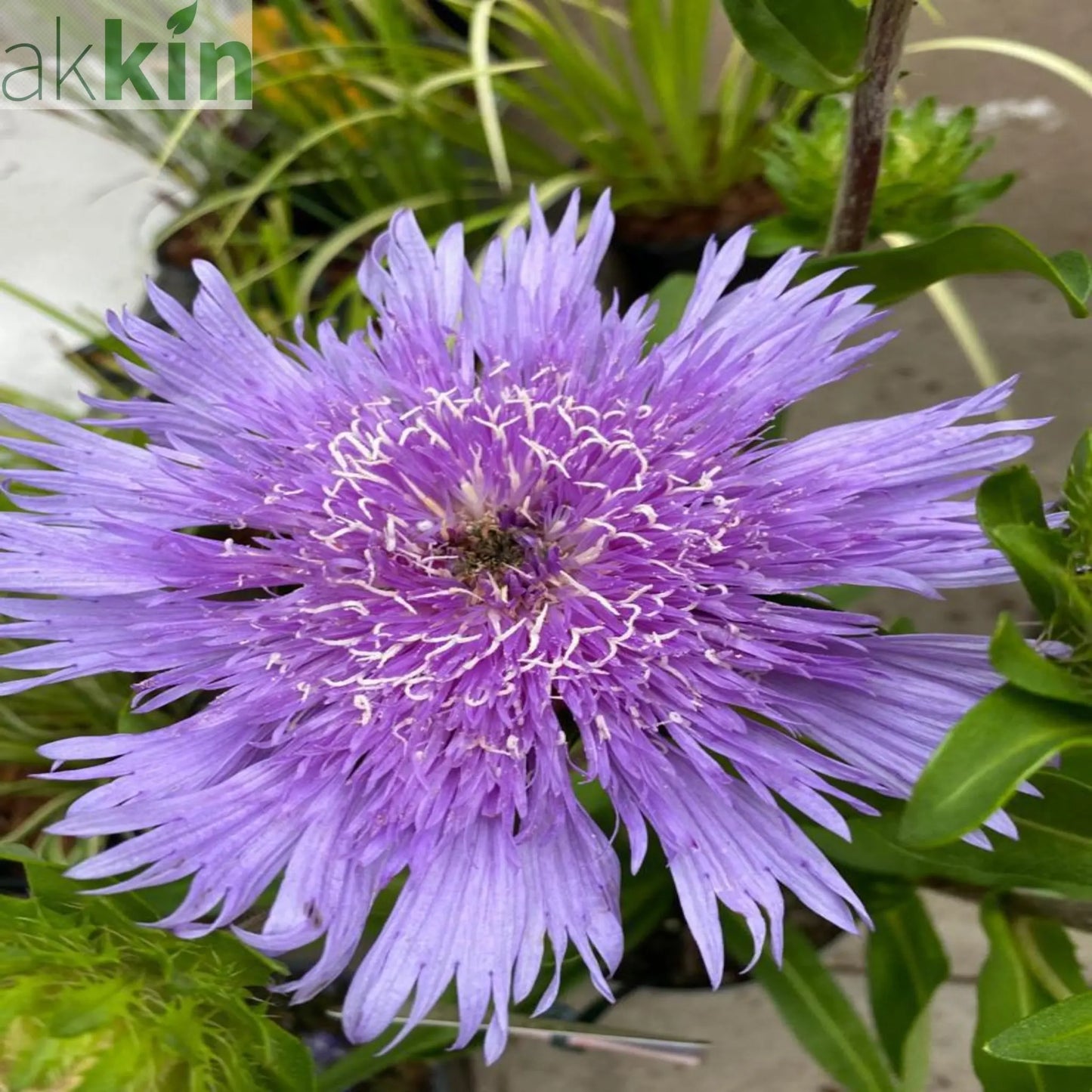 Stokesia laevis 'Mel's Blue' 9cm/2L One Click Plants