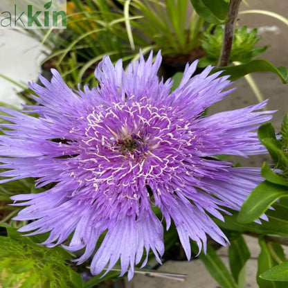 Stokesia laevis 'Mel's Blue' 9cm/2L One Click Plants