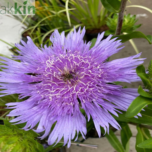 Stokesia laevis 'Mel's Blue' 9cm/2L One Click Plants