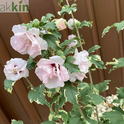 Hibiscus 'Sugar Tip' 3L One Click Plants