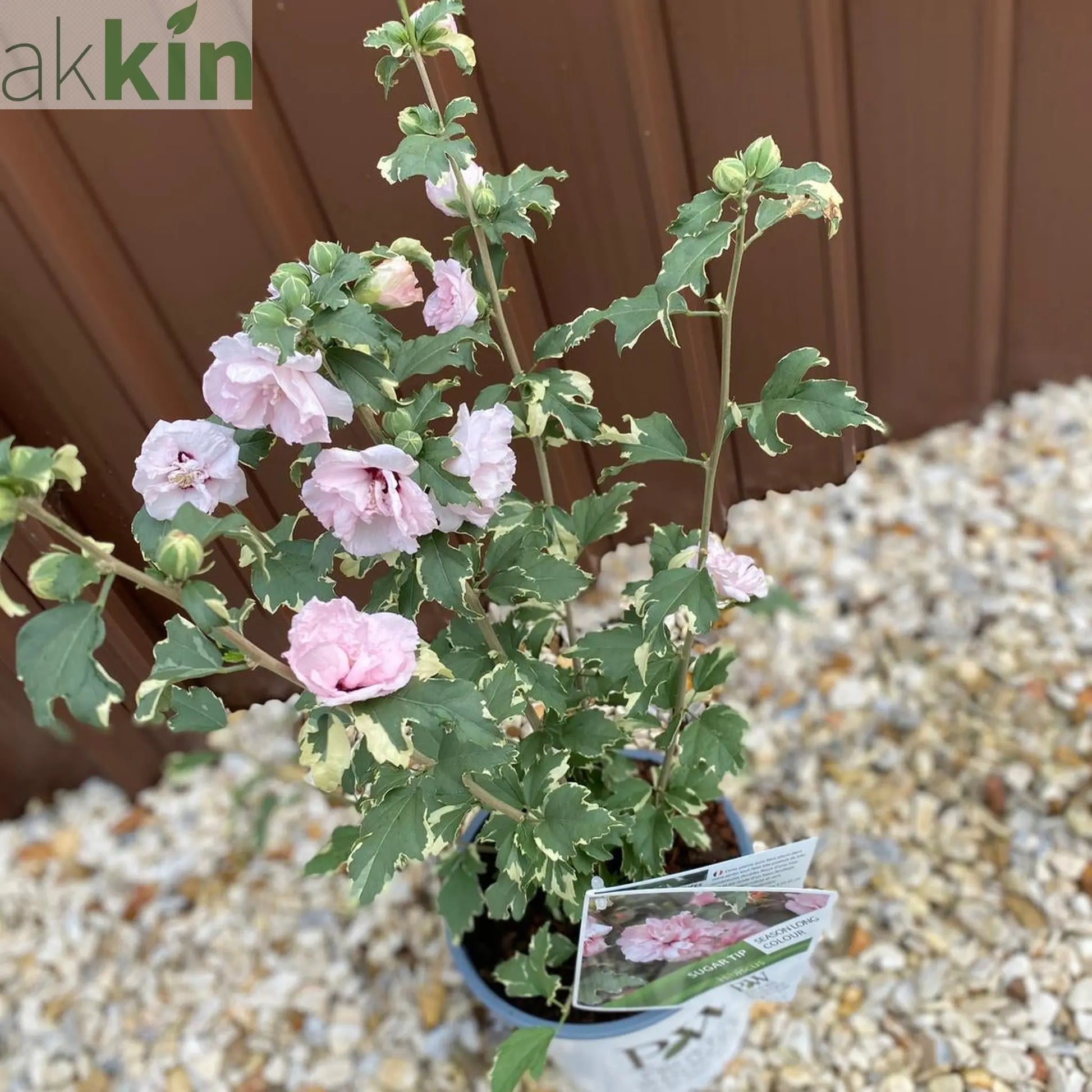 Hibiscus 'Sugar Tip' 3L One Click Plants