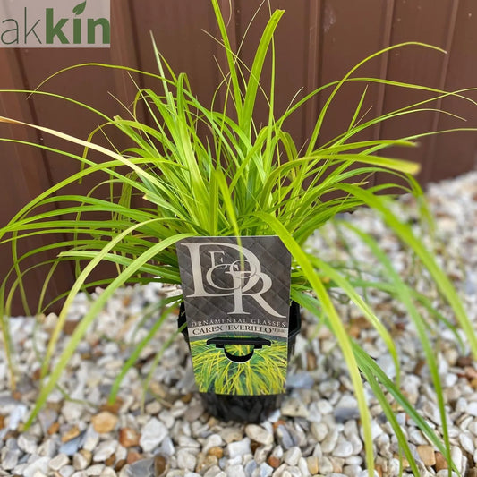 Ornamental Carex Grass ‘Everillo’ 1L / 2L One Click Plants