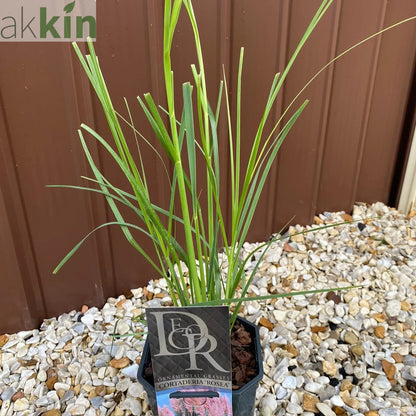 Cortaderia selloana Pink Pampas Grass 9cm/1L/2L/4L One Click Plants