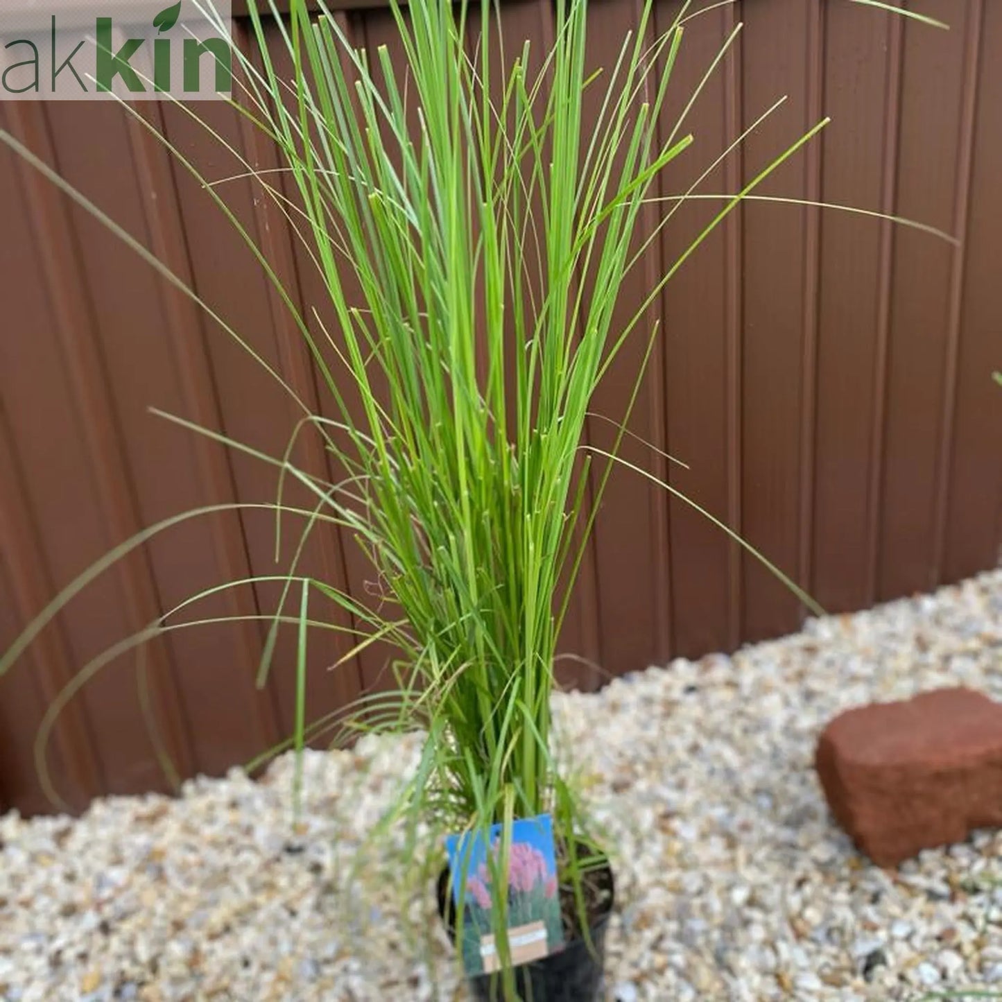 Cortaderia selloana Pink Pampas Grass 9cm/1L/2L/4L One Click Plants