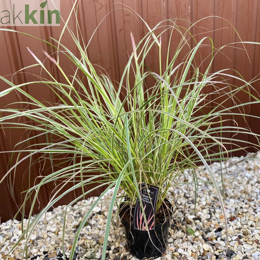 Pennisetum setaceum 'Cherry Sparkler' fountain grass 4L One Click Plants