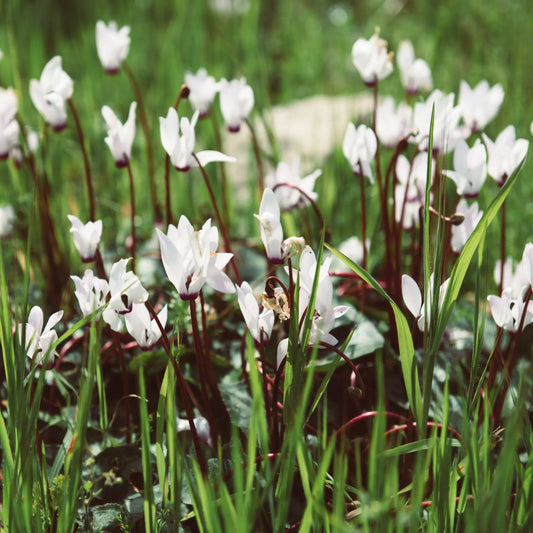 White Hardy Cyclamen (9cm Pot) One Click Plants