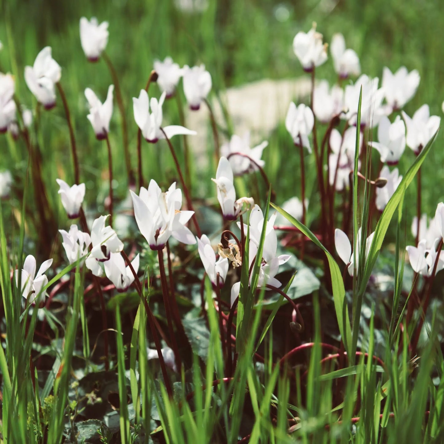 White Hardy Cyclamen (9cm Pot) One Click Plants