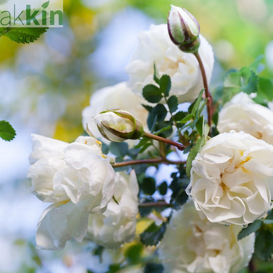 Rose Iceberg | Climbing Rose | 4L Potted Rose (PRE ORDER DECEMBER '25) One Click Plants