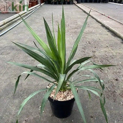 Yucca 'Gloriosa' 3L One Click Plants