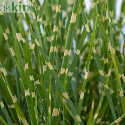 Miscanthus sinensis 'Little Zebra' Grass 9cm/2L One Click Plants