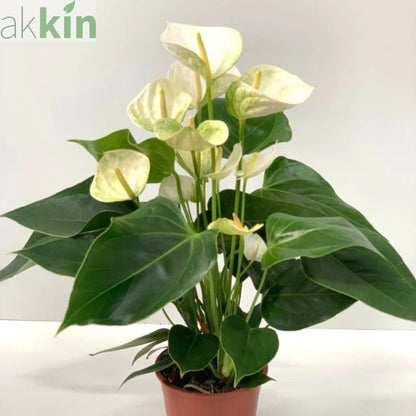 Anthurium - White 40-50cm One Click Plants