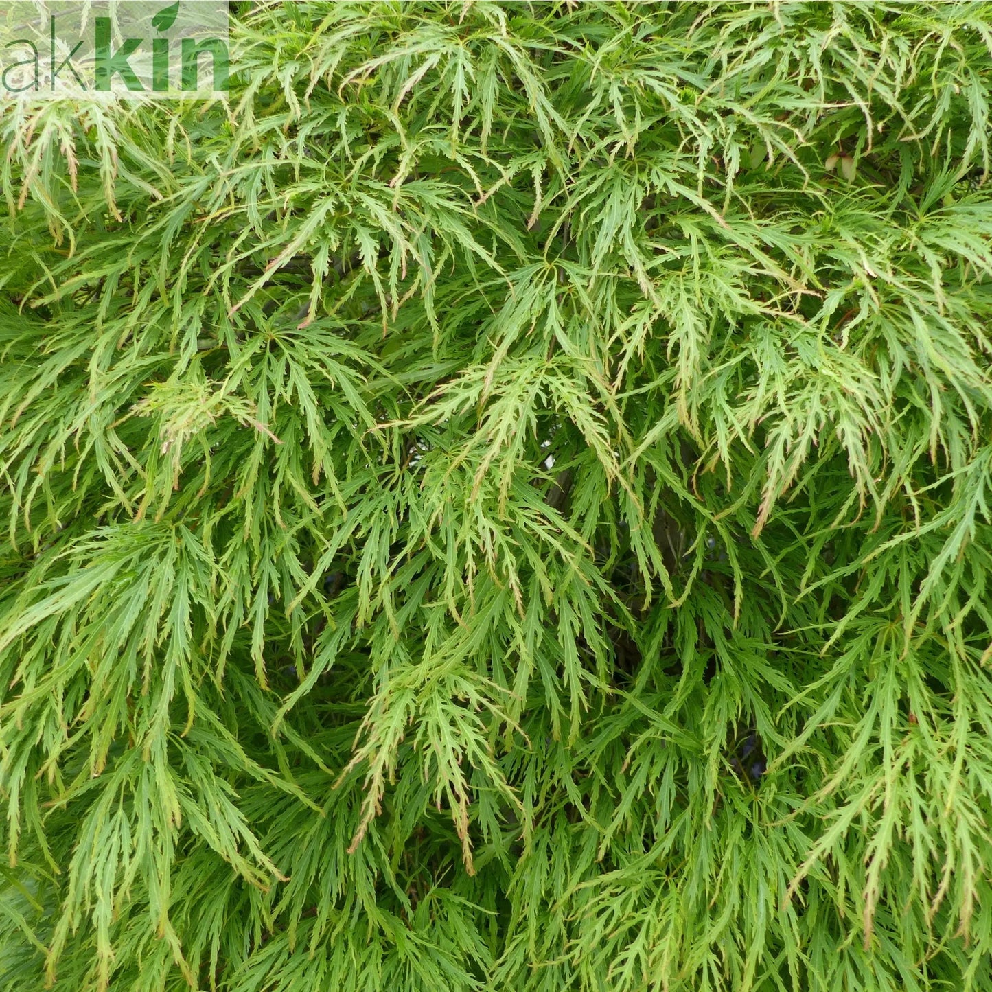 Acer palmatum - 'Dissectum' 7L (70-80cm) One Click Plants