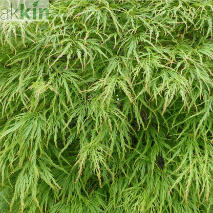 Acer palmatum - 'Dissectum' 7L (70-80cm) One Click Plants