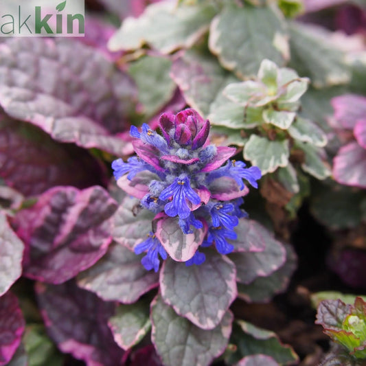 Ajuga 'Burgundy Glow' 1.5L One Click Plants