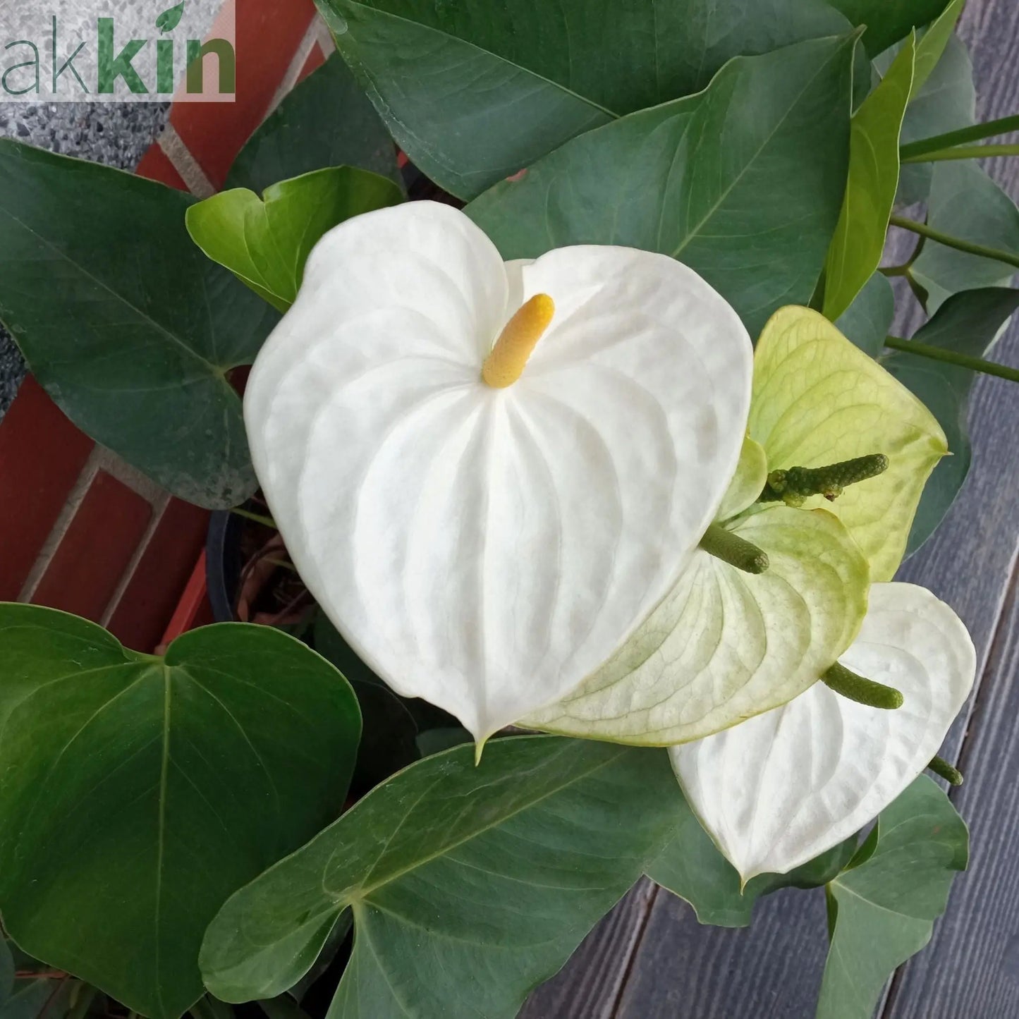 Anthurium - White 40-50cm One Click Plants