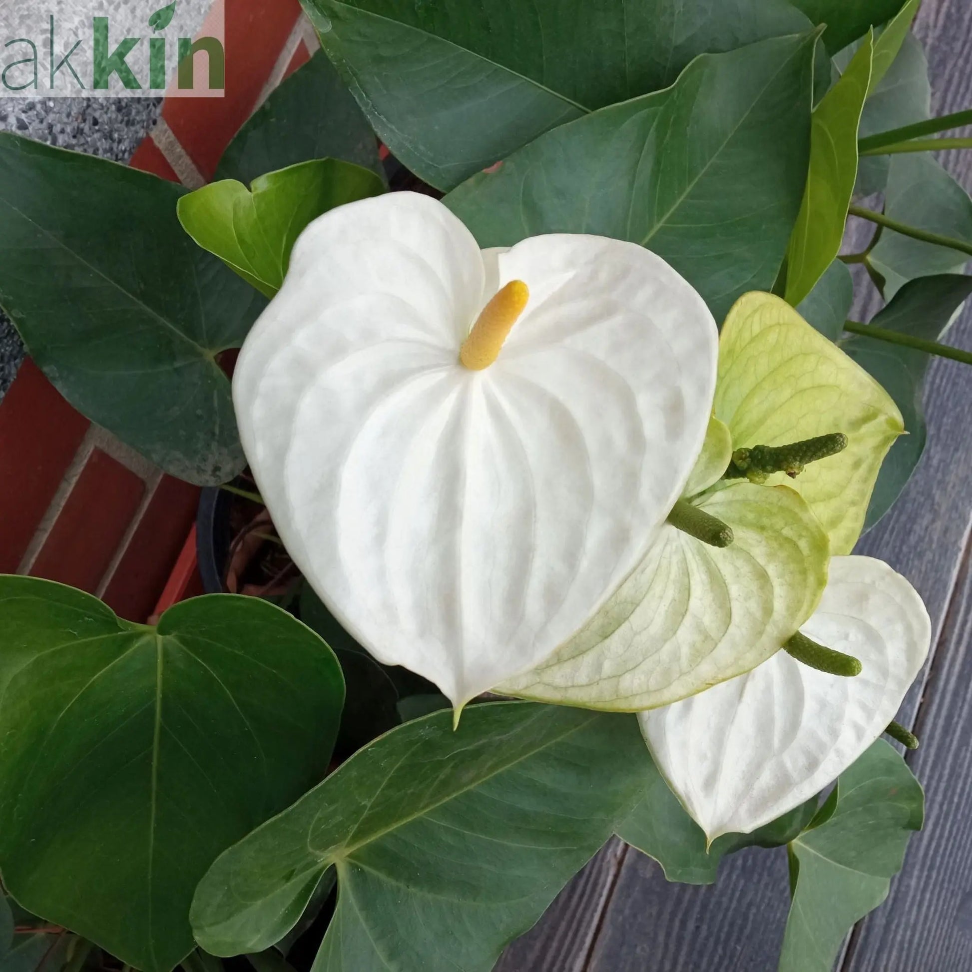 Anthurium - White 40-50cm One Click Plants