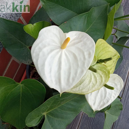 Anthurium - White 40-50cm One Click Plants