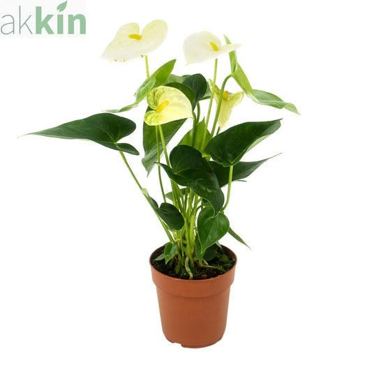 Anthurium - White 40-50cm One Click Plants
